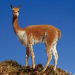 Vicuna