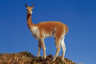 Vicuna